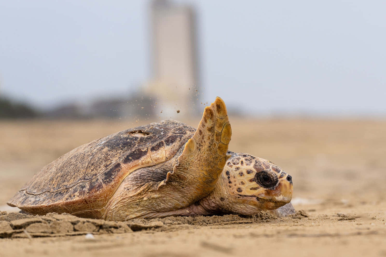 Loggerhead Turtleon Sandy Beach Wallpaper