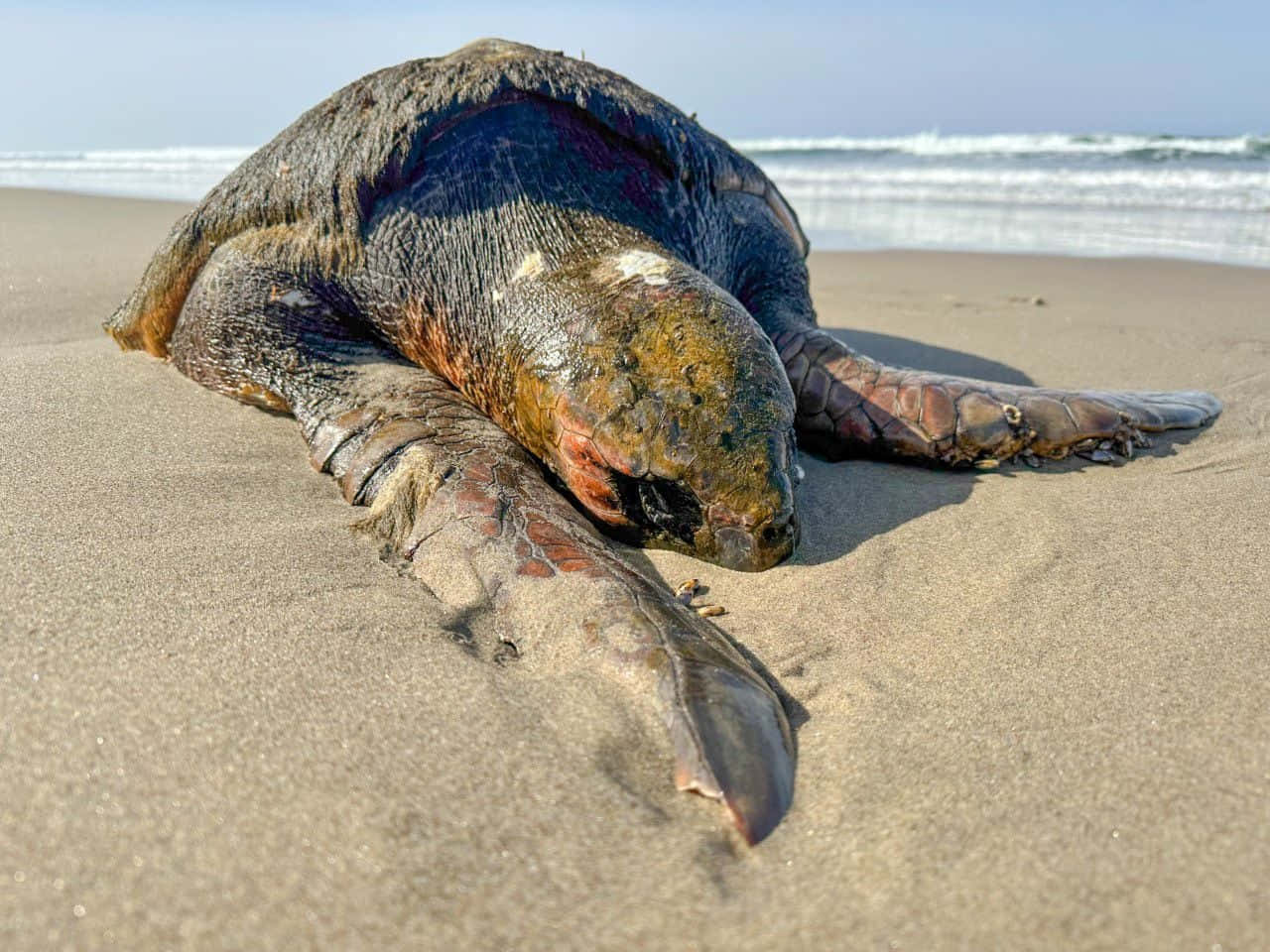 Loggerhead Turtleon Sandy Beach Wallpaper