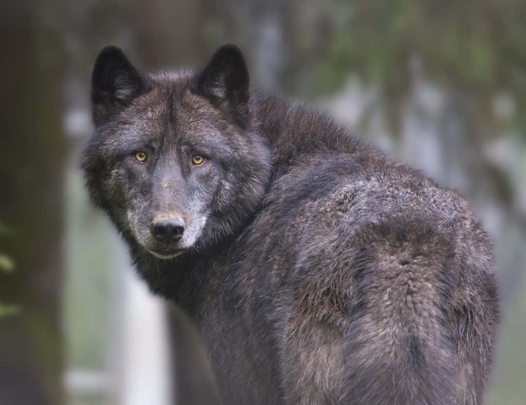 Lone Timber Wolf In A Serene Forest Landscape Wallpaper