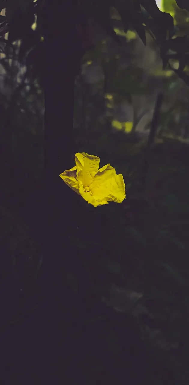 Lone_ Yellow_ Flower_in_ Shadows.jpg Wallpaper