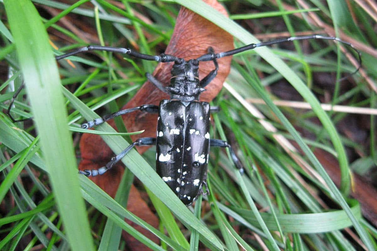 Long Horned Beetlein Natural Habitat.jpg Wallpaper