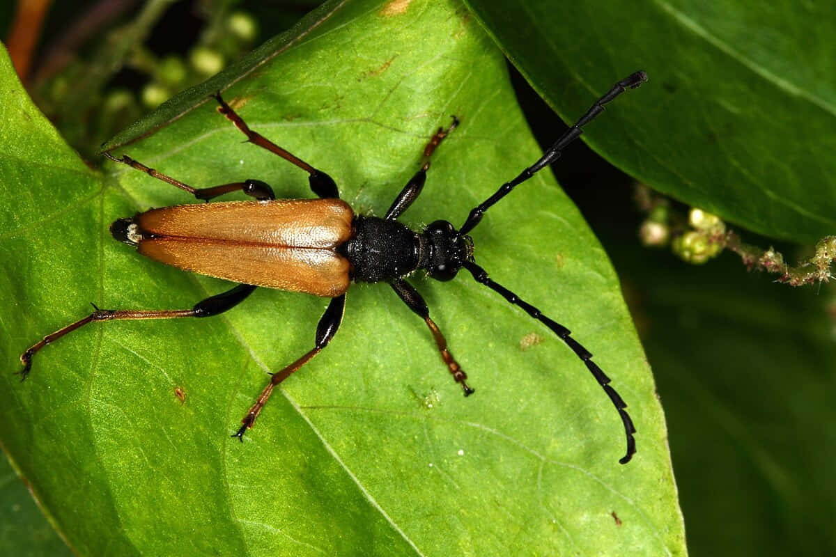 Long Horned Beetleon Green Leaf Wallpaper