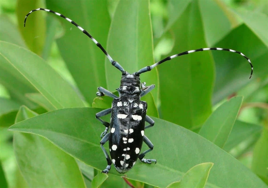 Long Horned Beetleon Green Leaves.jpg Wallpaper