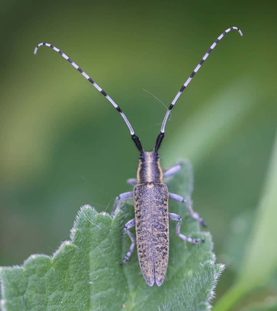 Long Horned Beetleon Leaf Wallpaper