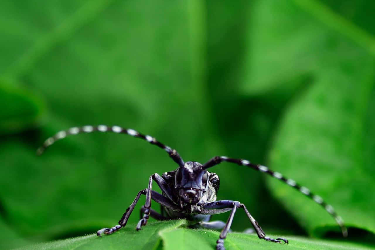 Long Horned Beetleon Leaf Wallpaper