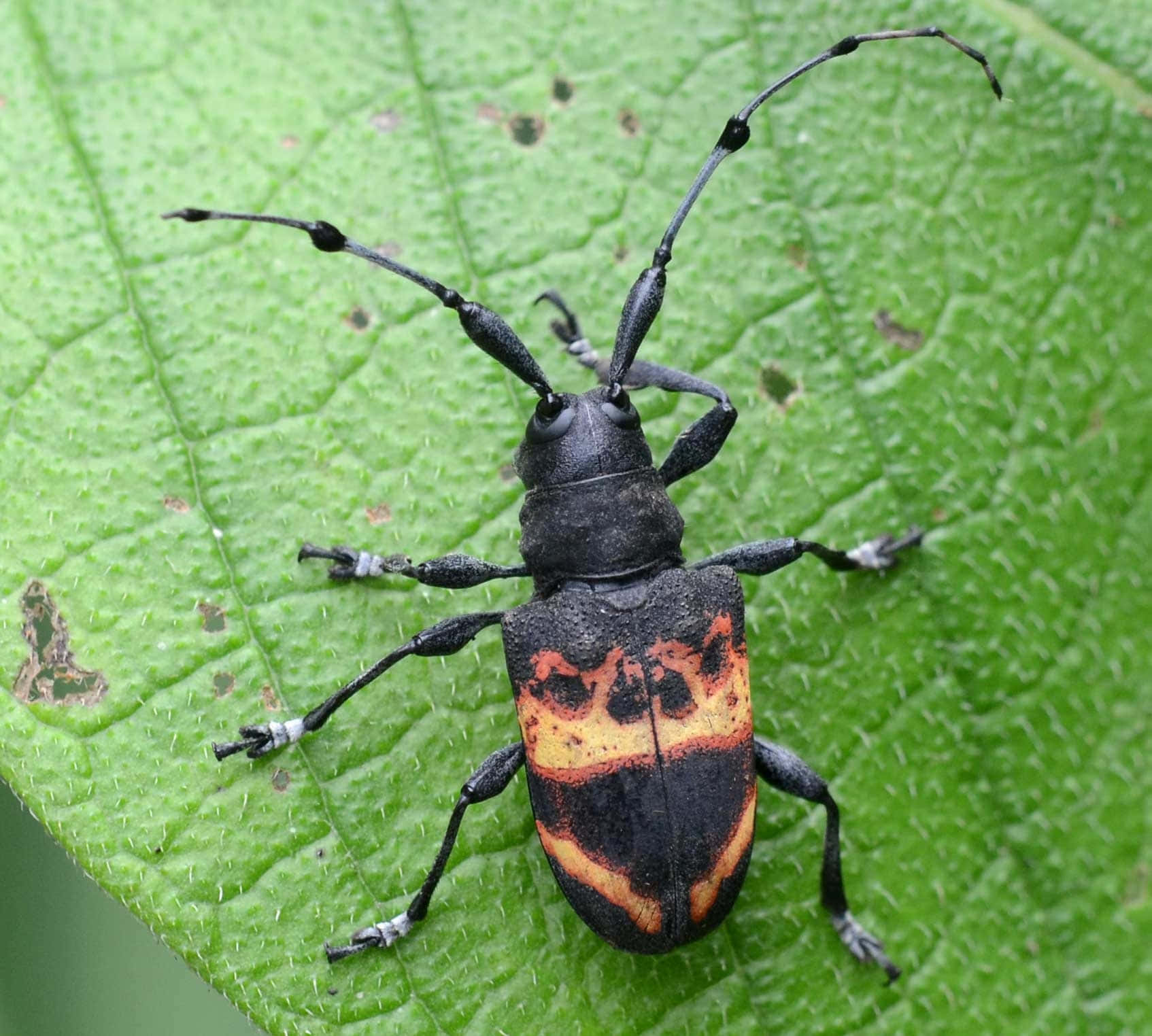 Long Horned Beetleon Leaf.jpg Wallpaper