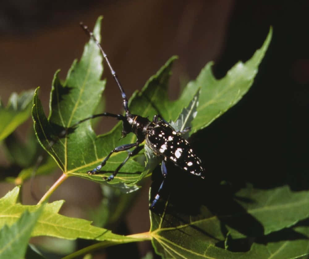 Long Horned Beetleon Leaf Wallpaper