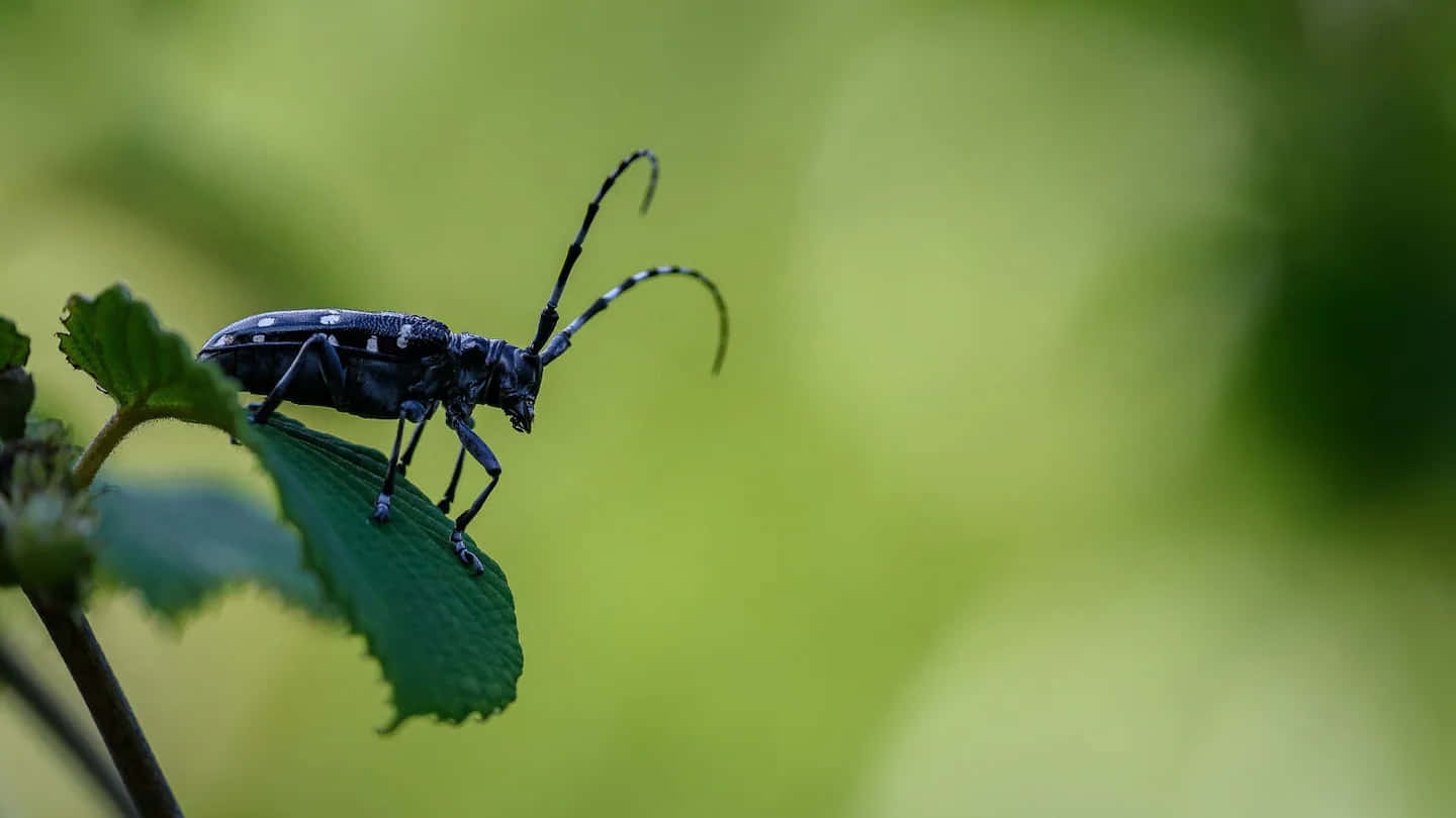 Long Horned Beetleon Leaf Wallpaper