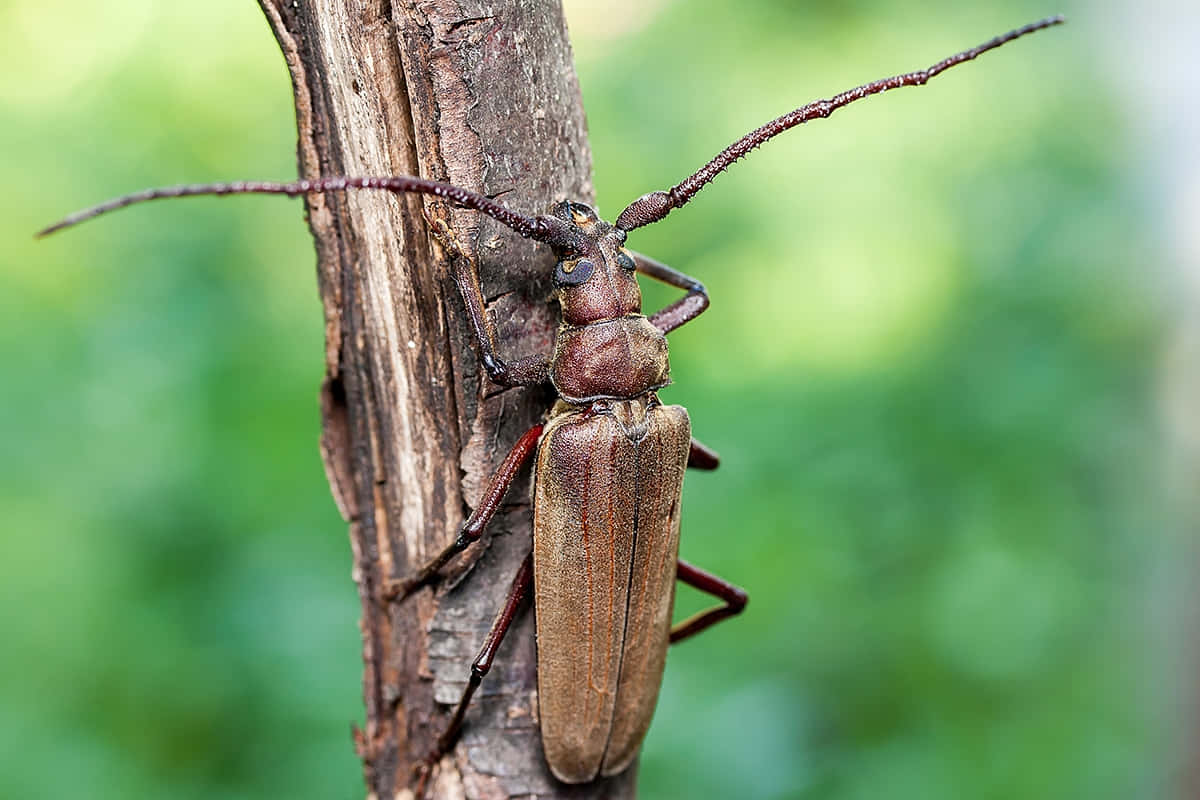 Long Horned Beetleon Tree Bark Wallpaper