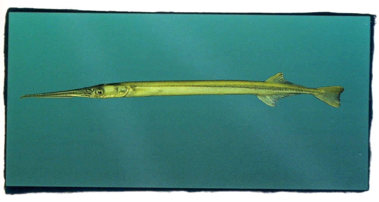 Long Snouted Needlefish Swimming Wallpaper