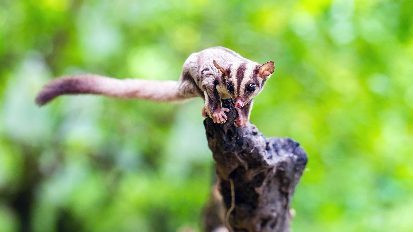 Long Tailed Sugar Glider Wallpaper