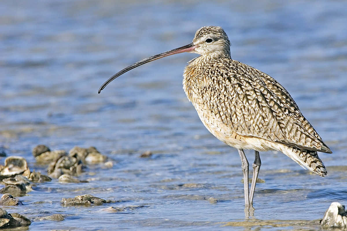 Longbilled Curlew Standingin Water.jpg Wallpaper