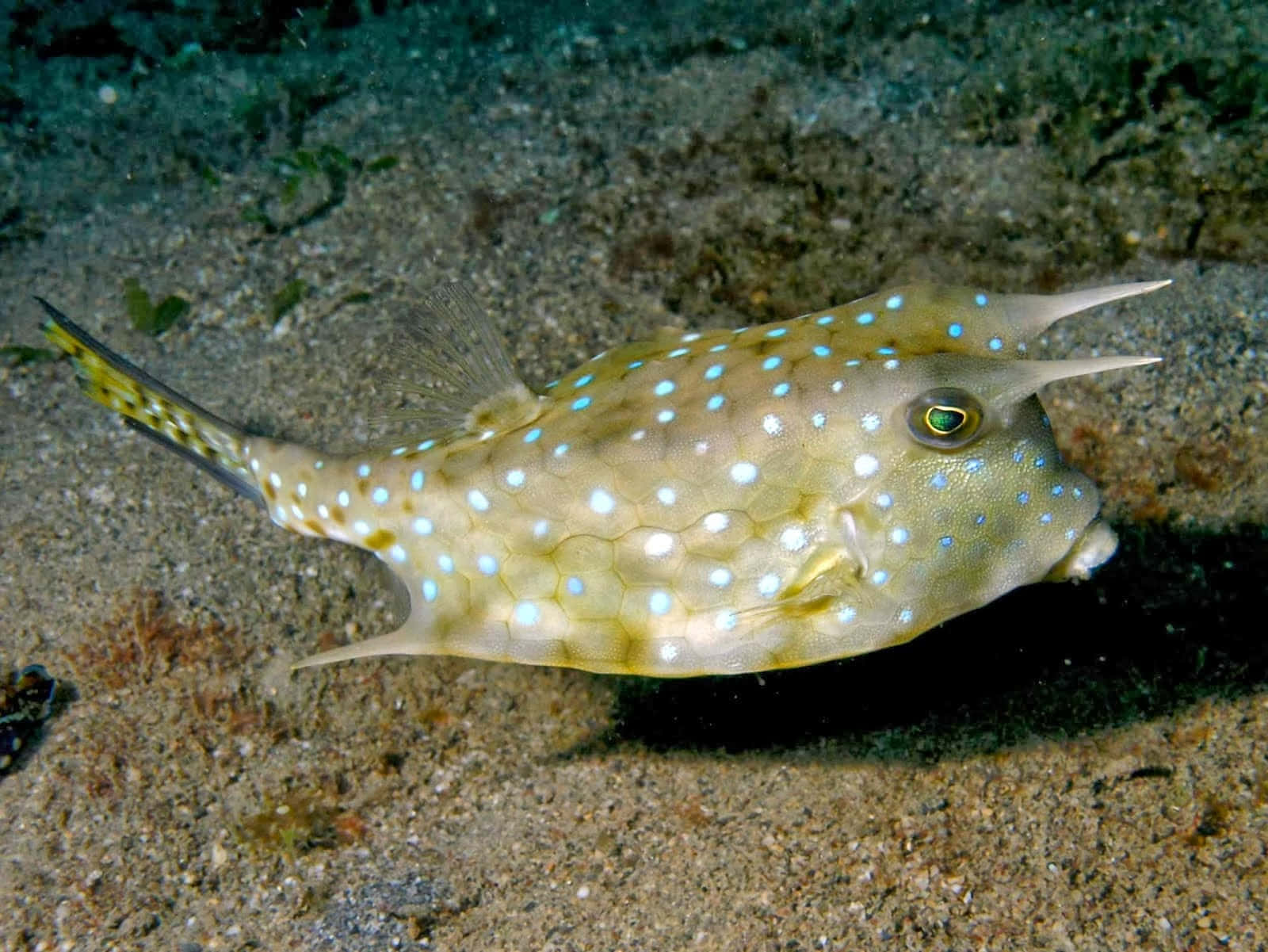 Longhorn Cowfish Underwater Wallpaper