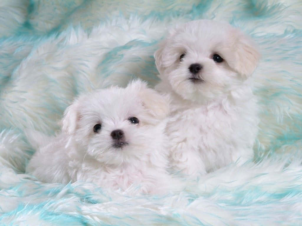 Look At These Adorable Little Puppies! Wallpaper