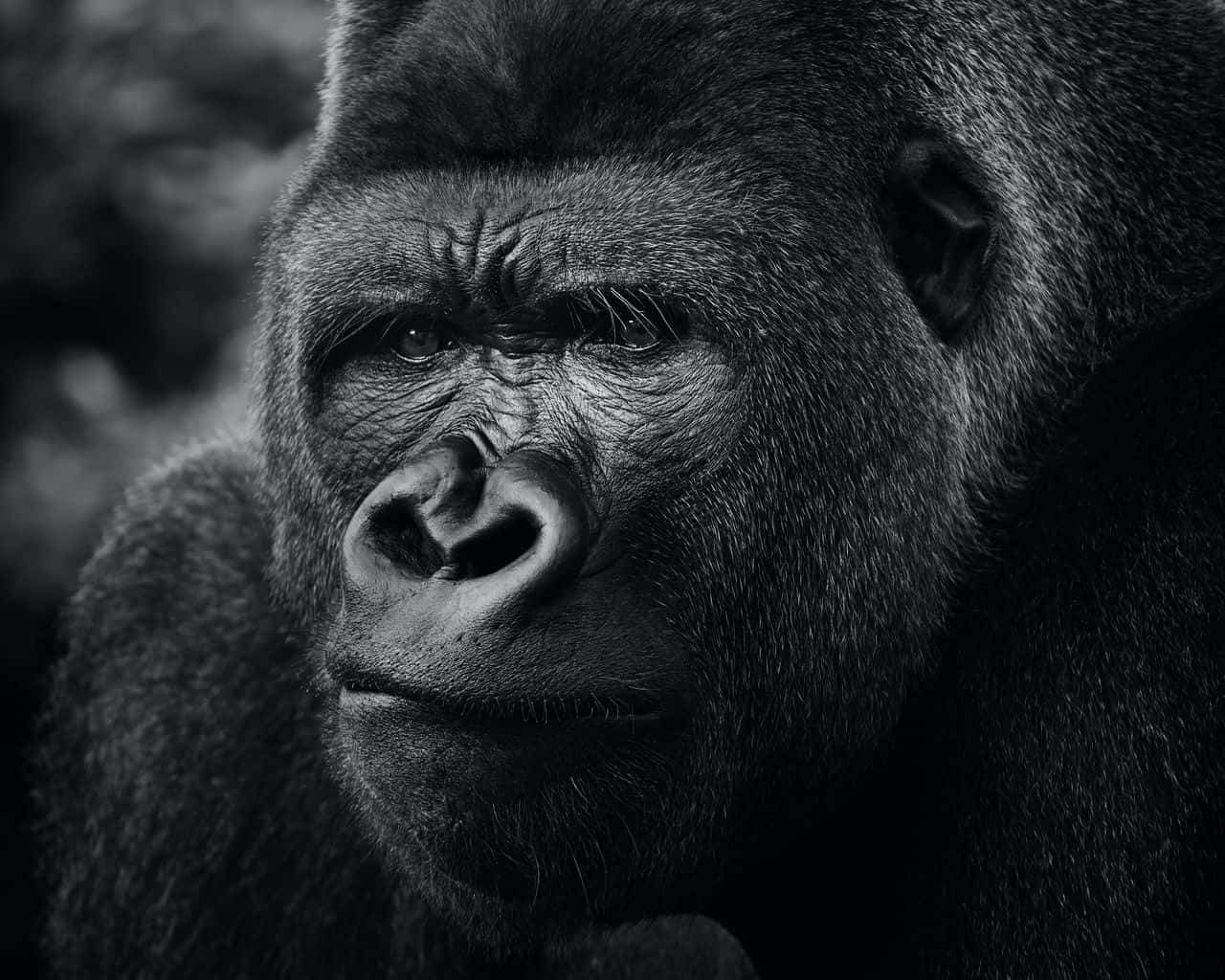 Look At This Adorable Baby Gorilla! Wallpaper