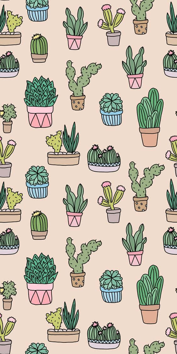 Look Cool With The Cactus Iphone Wallpaper