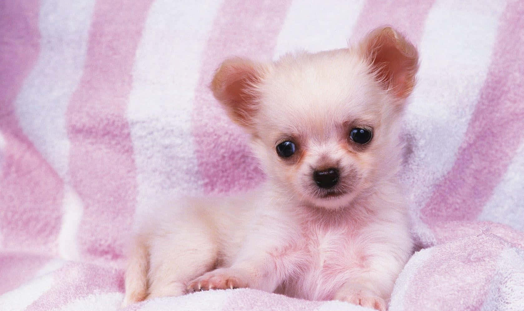 Look How Cute These Pink Puppies Are! Wallpaper