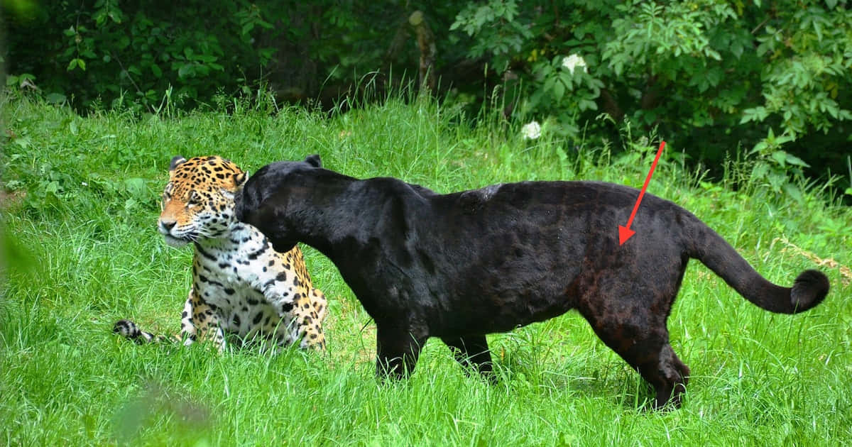 Look Into The Mysterious Eyes Of A Black Leopard Wallpaper