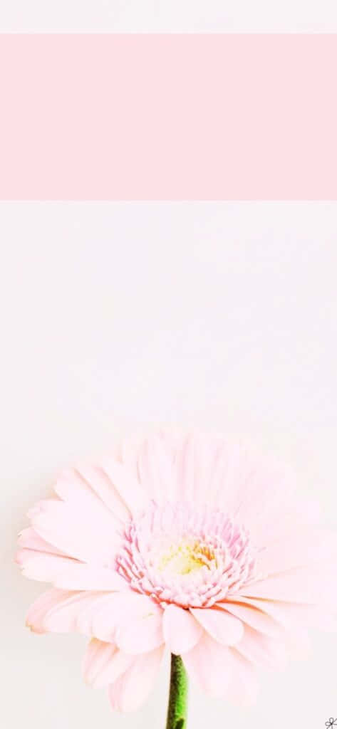 Look Like A Princess With A New Light Pink Iphone! Wallpaper