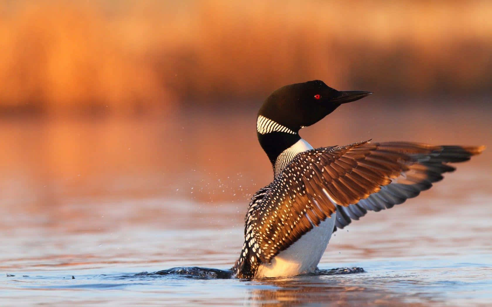 Loon Spreading Wingsat Sunset Wallpaper