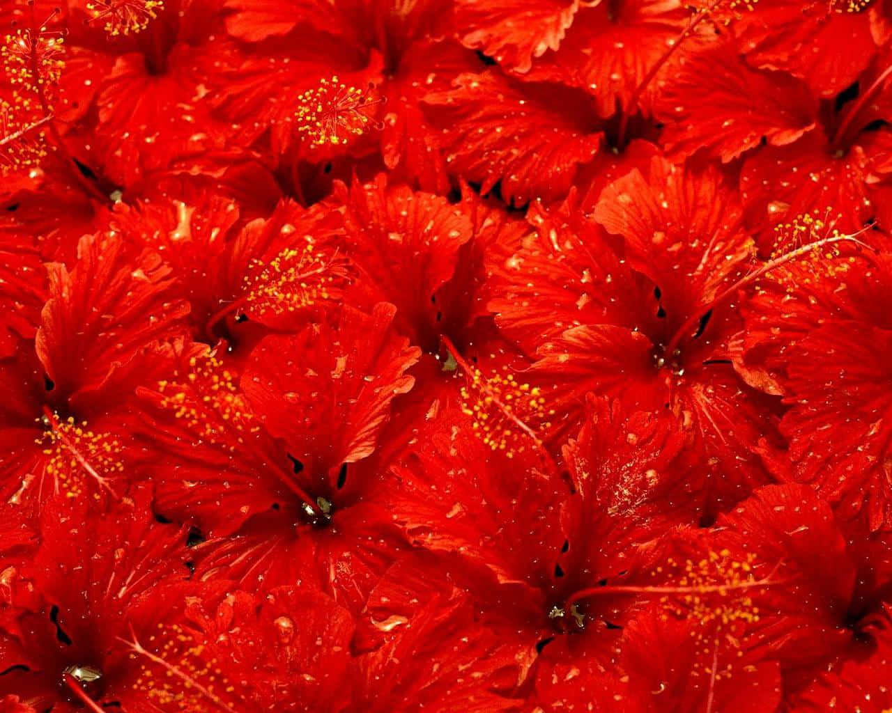 Lovely Red Hibiscus Flower Wallpaper