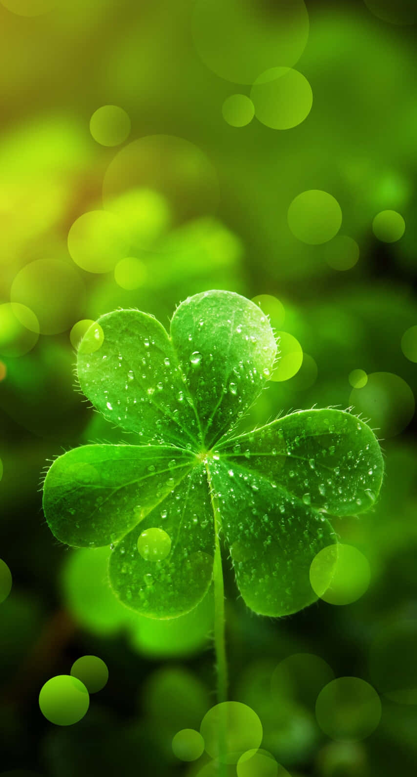 Lucky Clover Dew Drops.jpg Wallpaper