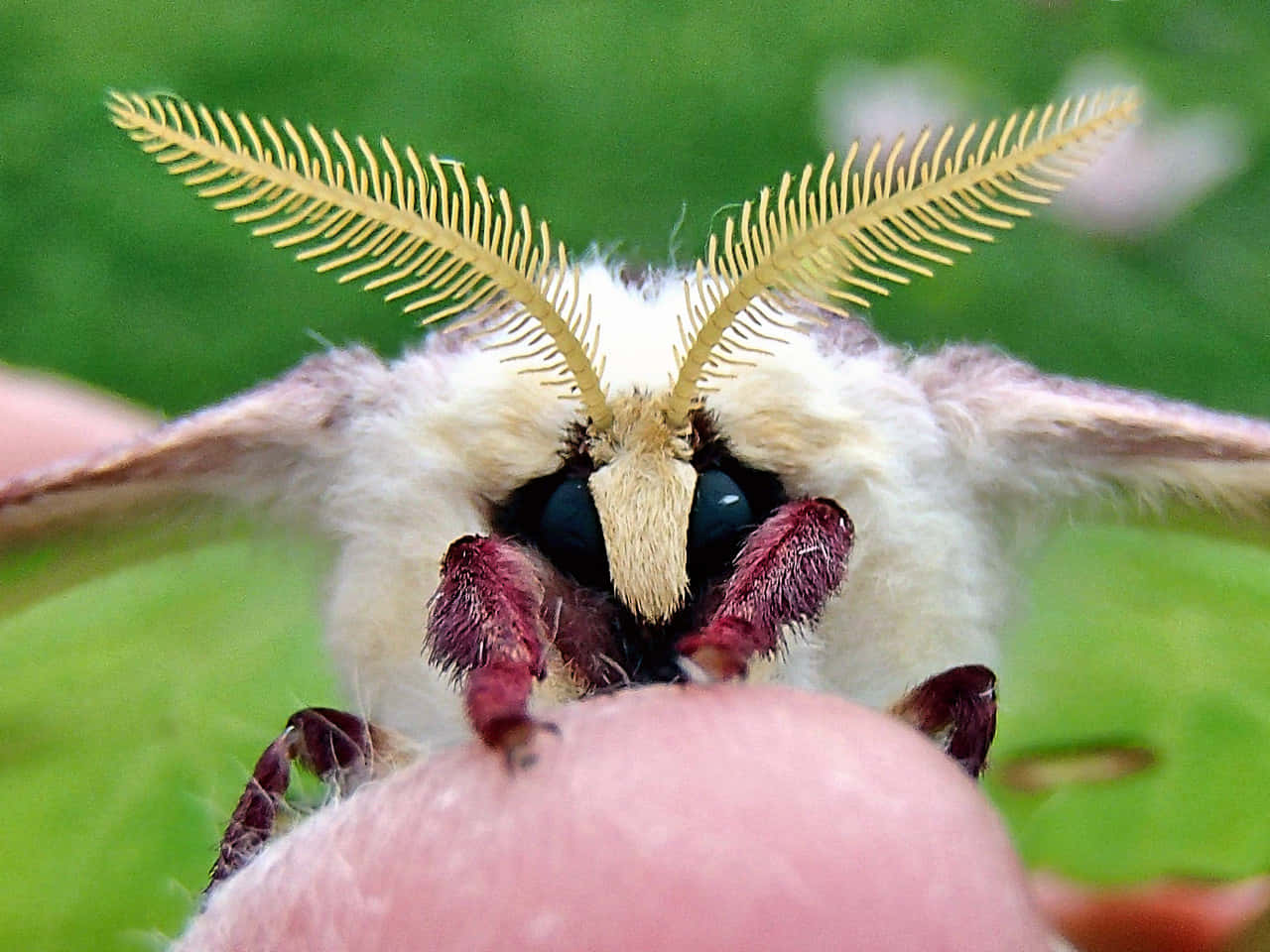 Luna Moth Close Up Wallpaper