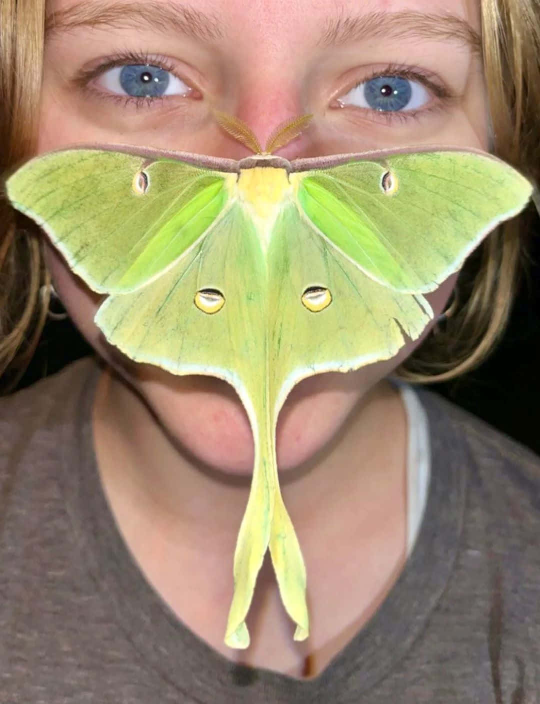 Luna Moth Masked Person Wallpaper