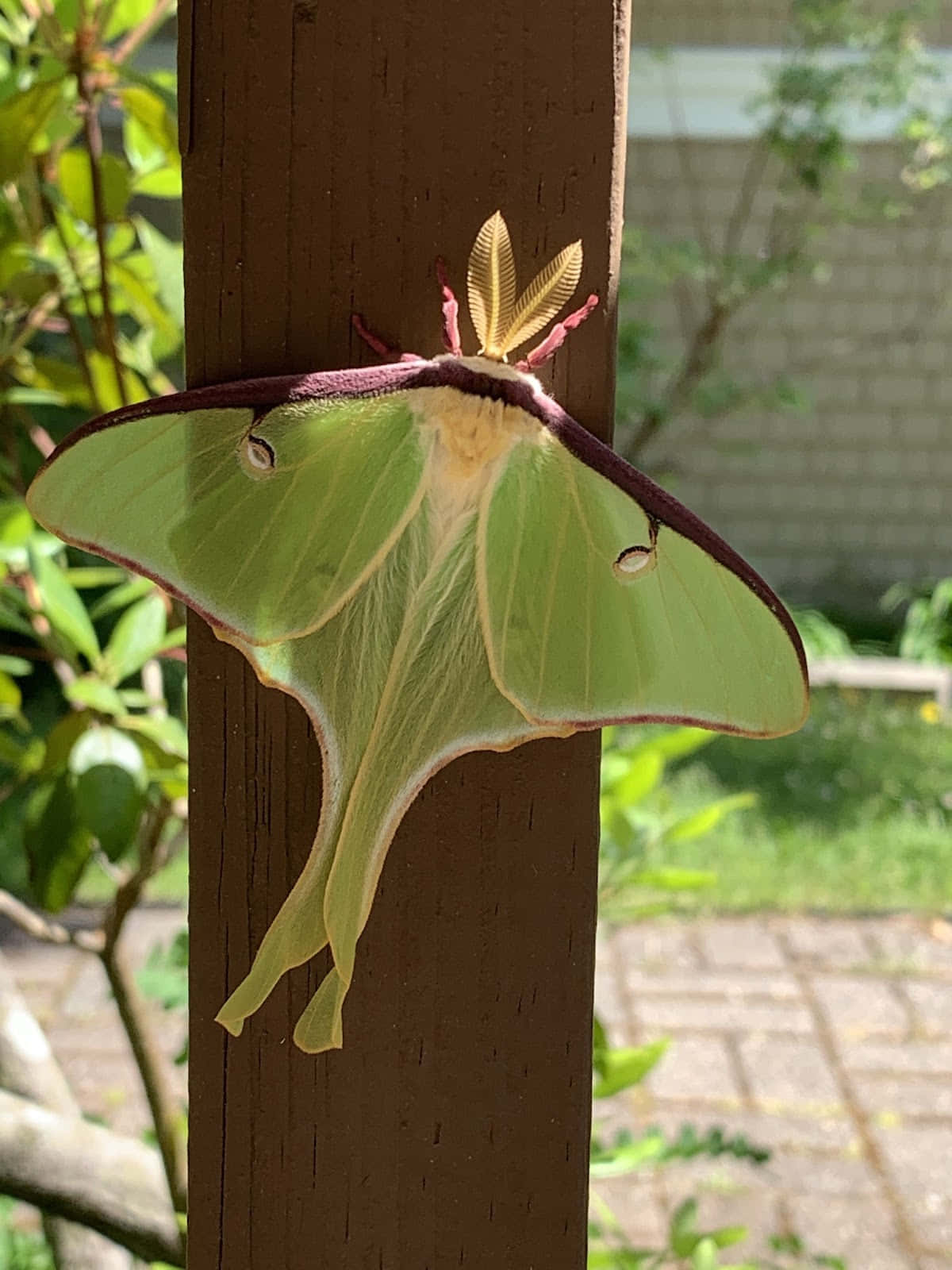 Luna Moth Perchedon Wooden Post Wallpaper