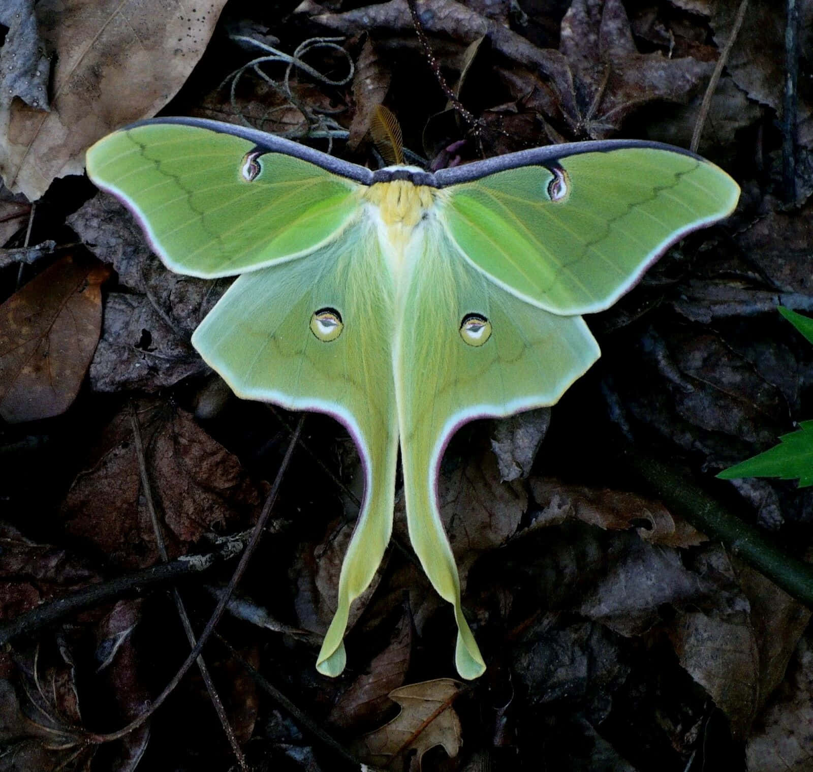 Luna Mothon Forest Floor Wallpaper