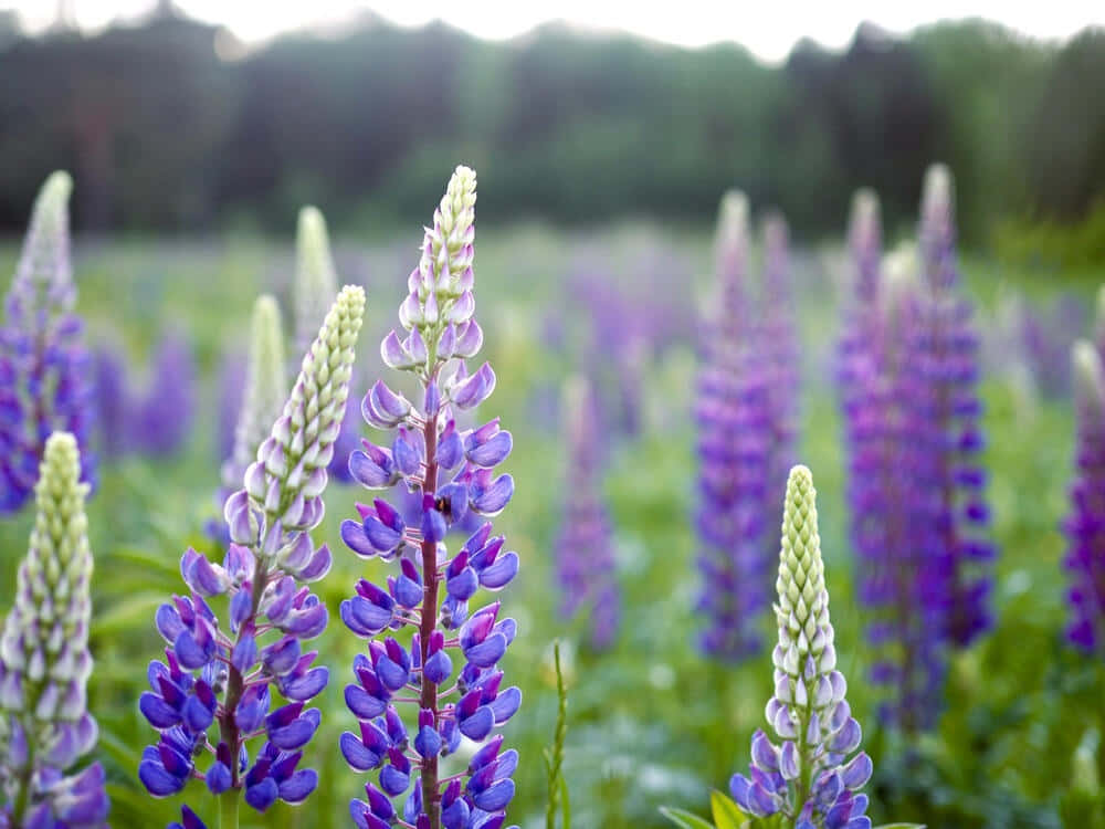 Lupine Field Summer Bloom Wallpaper