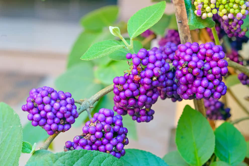 Luscious Purple Berries Wallpaper