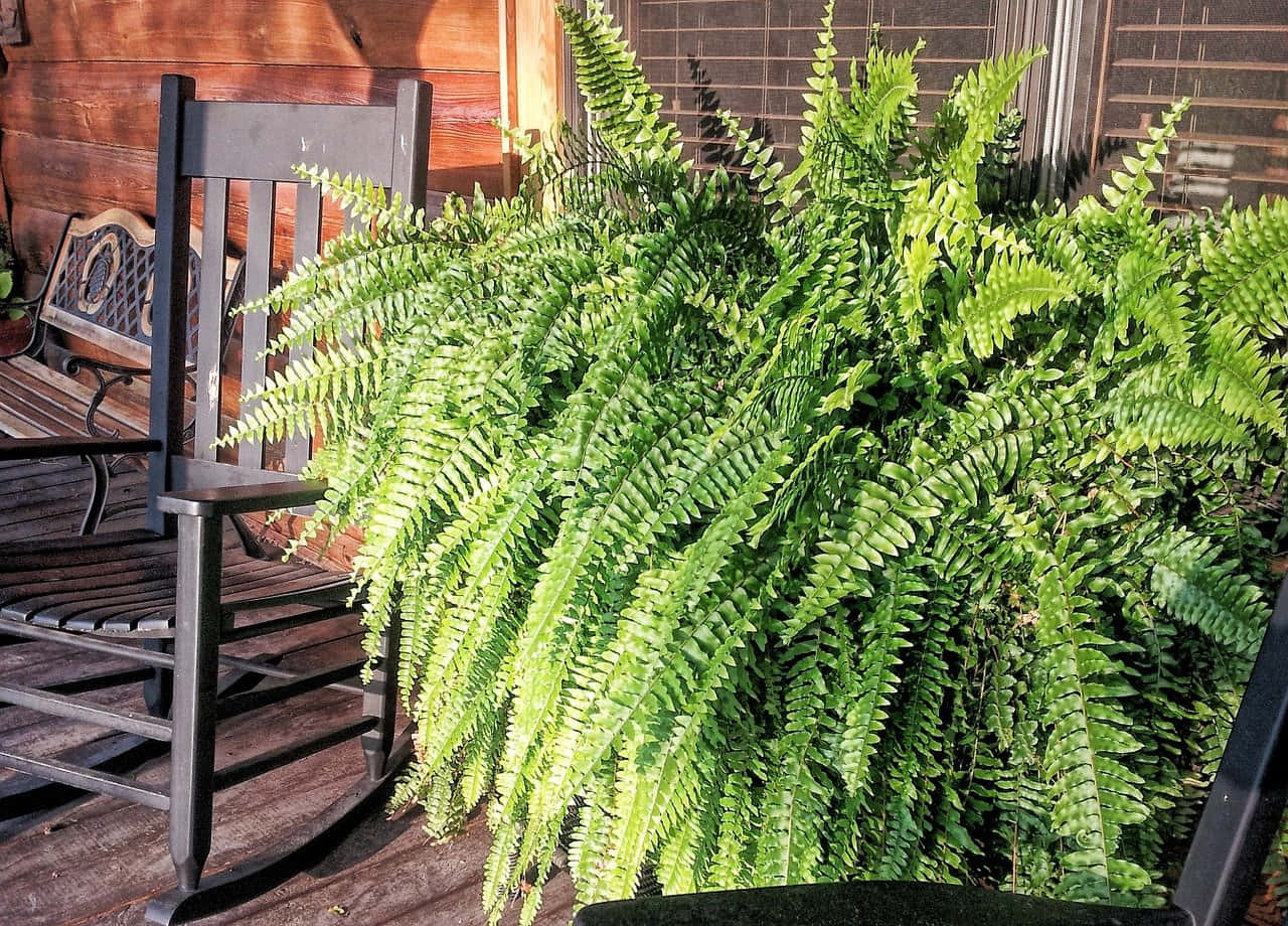 Lush Green Fern In Forest Wallpaper