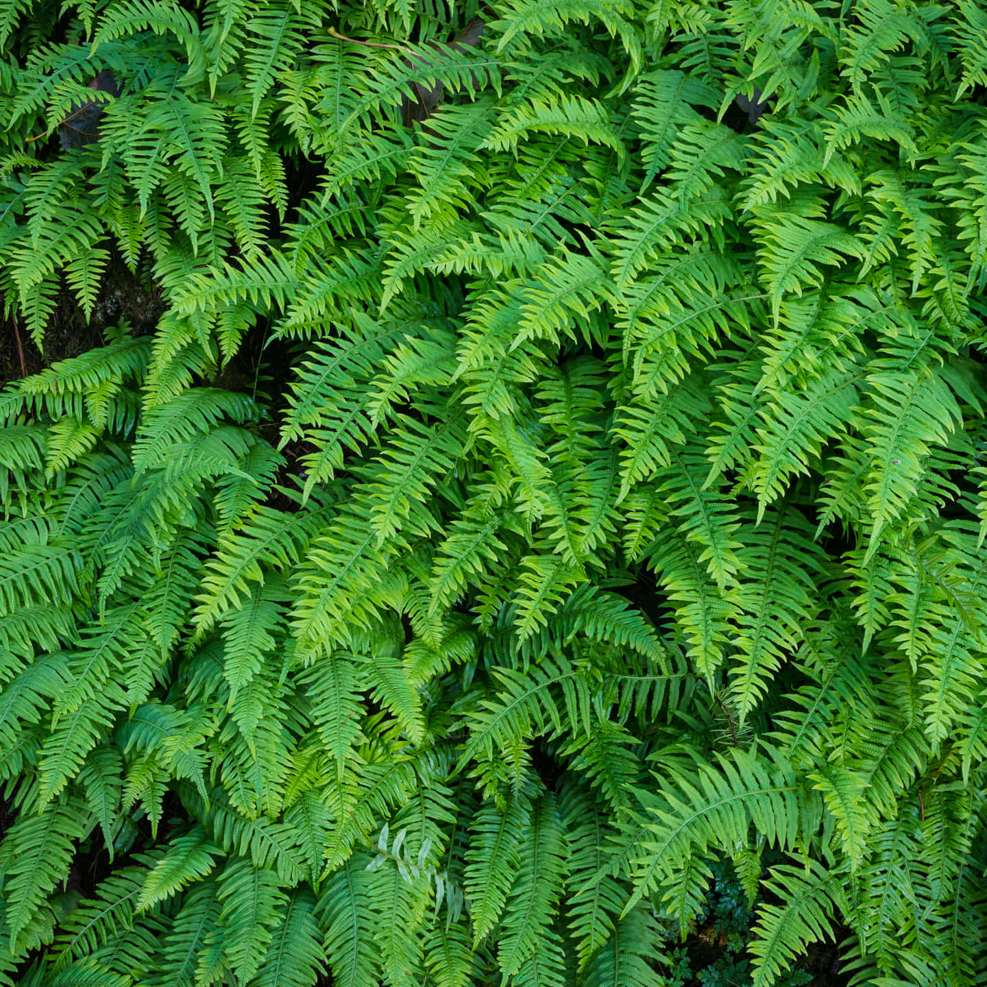 Lush Green Fern In Natural Environment Wallpaper