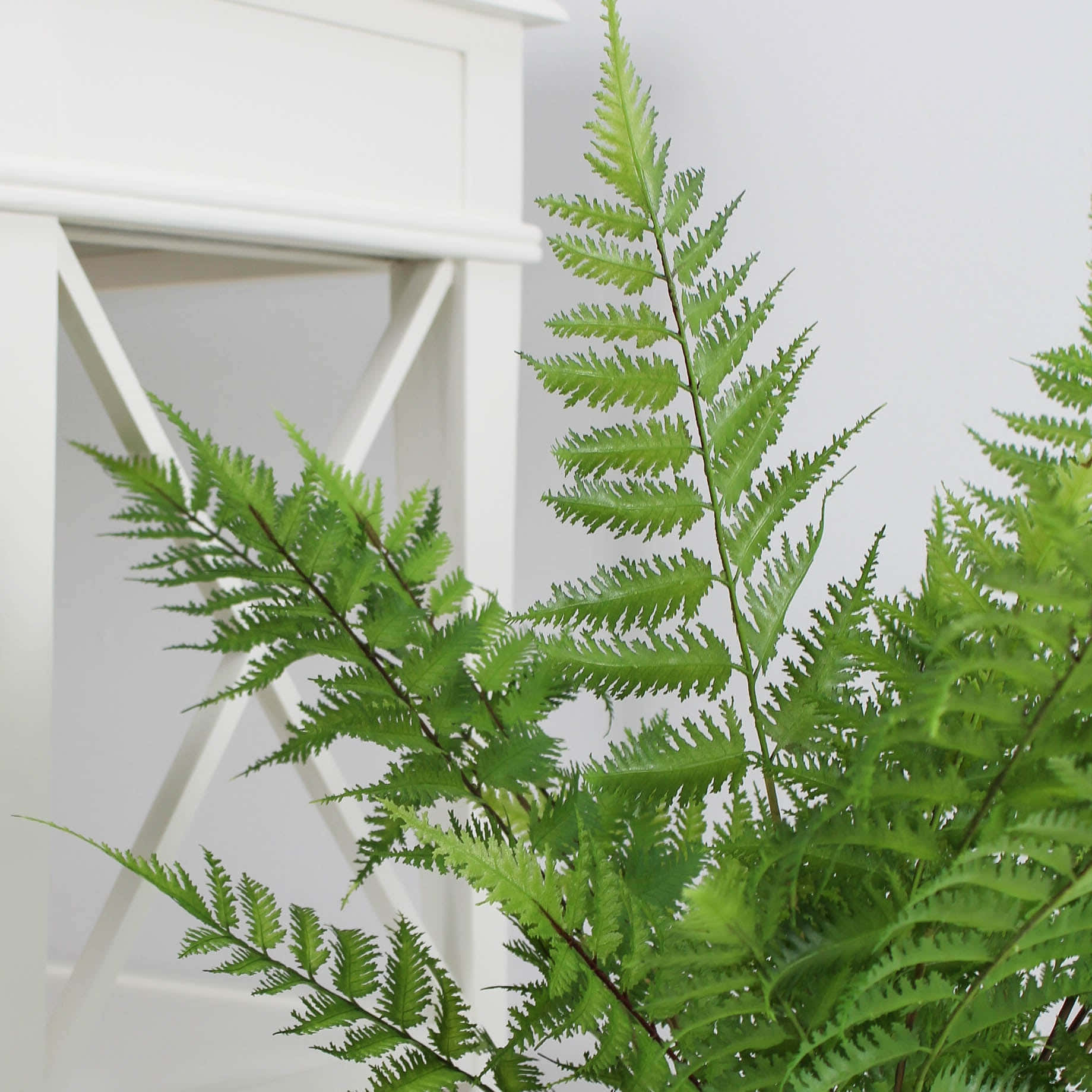 Lush Green Fern In Natural Habitat Wallpaper