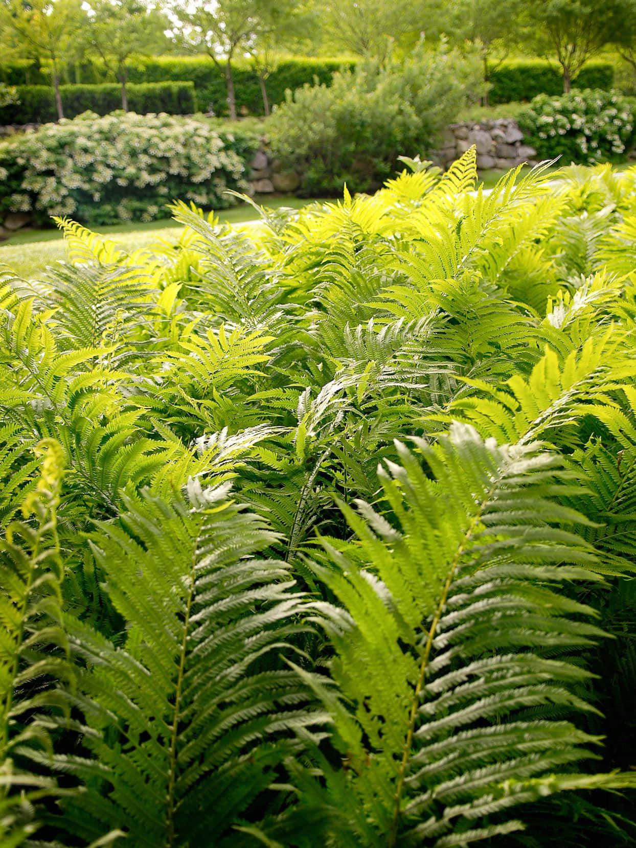 Lush Green Fern In Nature Wallpaper