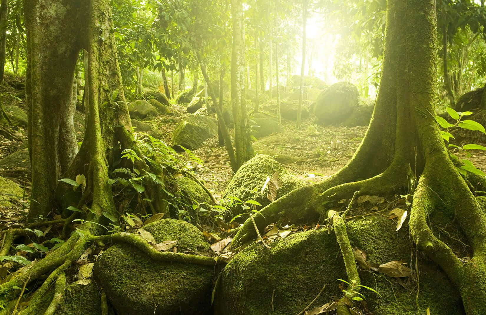 Lush Green Forest In Green Jungle Wallpaper