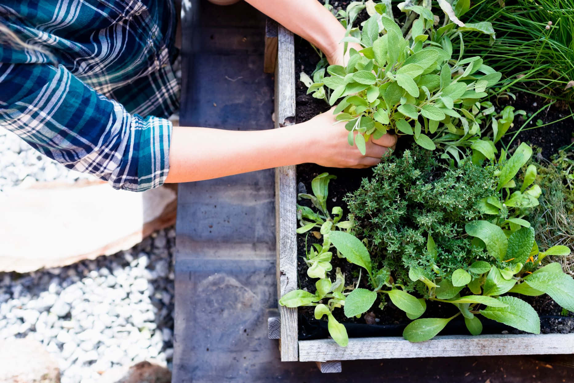 Lush Green Herb Garden In Full Bloom Wallpaper