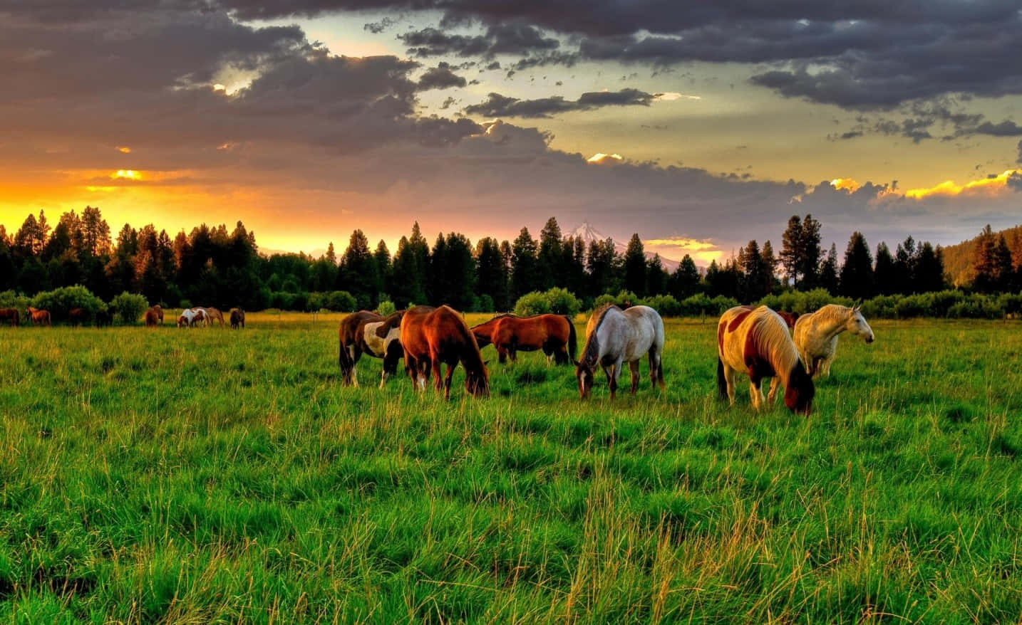 Lush Green Hillside Ranch Wallpaper