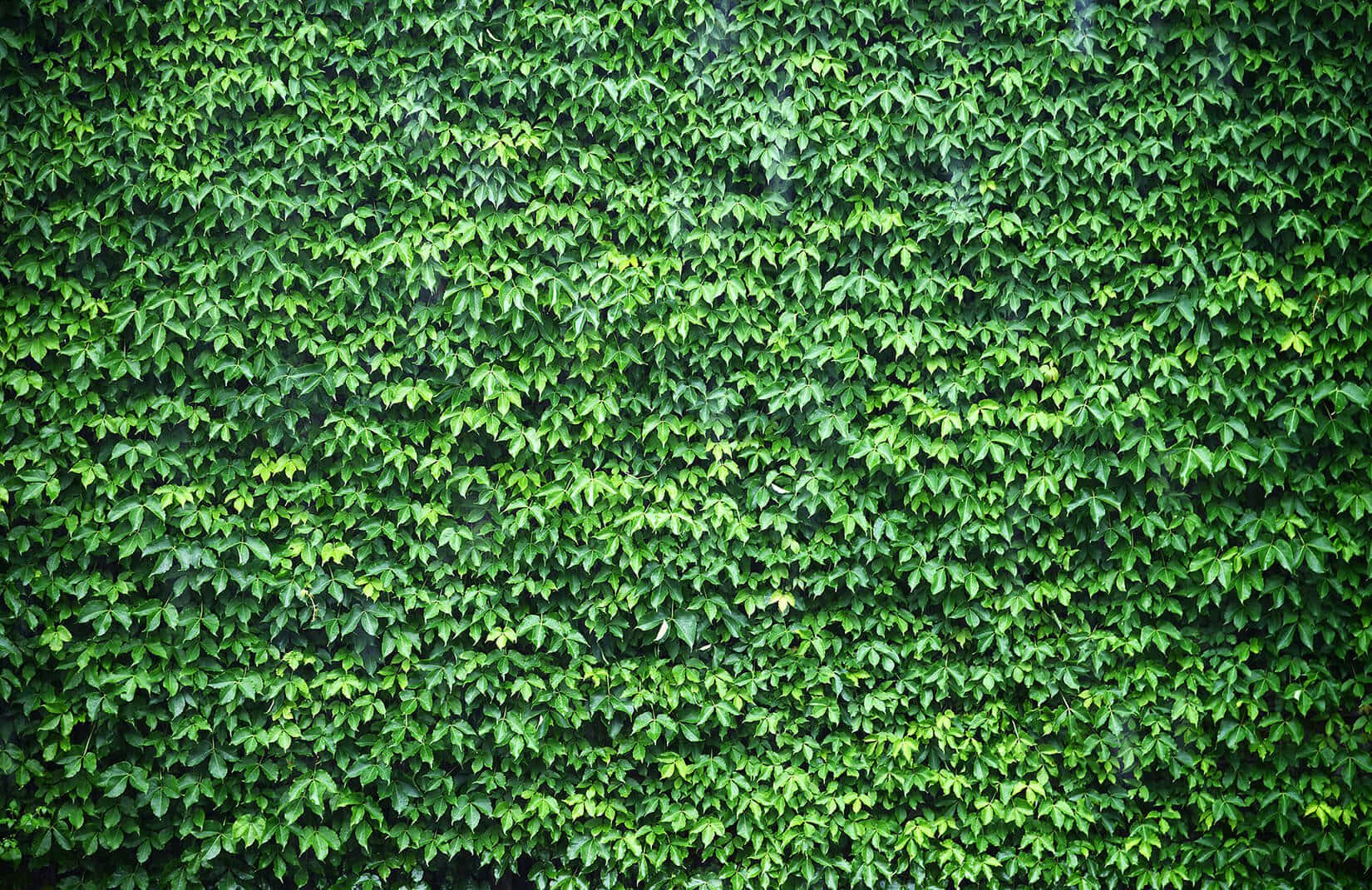 Lush Green Ivy Wall Texture Wallpaper