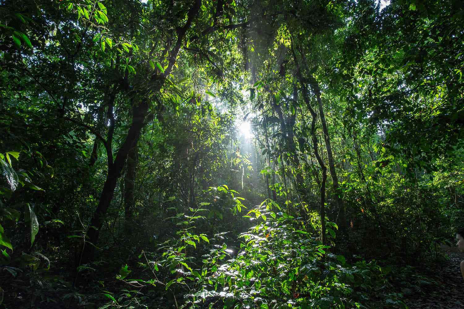 Lush Green Jungle Canopy Wallpaper