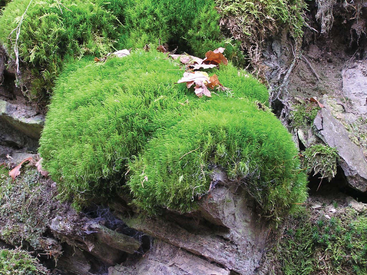 Lush Green Moss Blanketing The Forest Ground Wallpaper