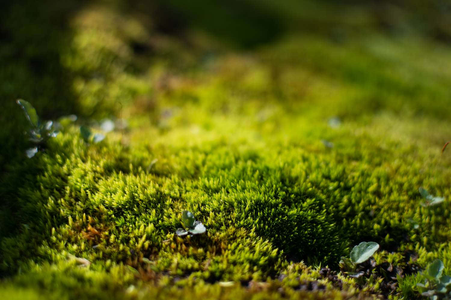 Lush Green Moss Forest Wallpaper Wallpaper