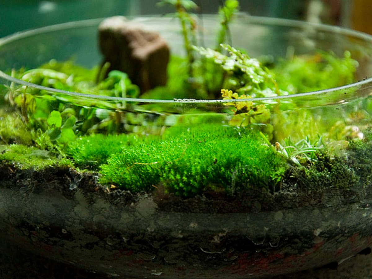 Lush Green Moss On Forest Floor Wallpaper