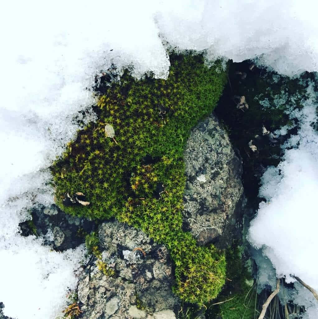 Lush Green Moss On Forest Floor Wallpaper