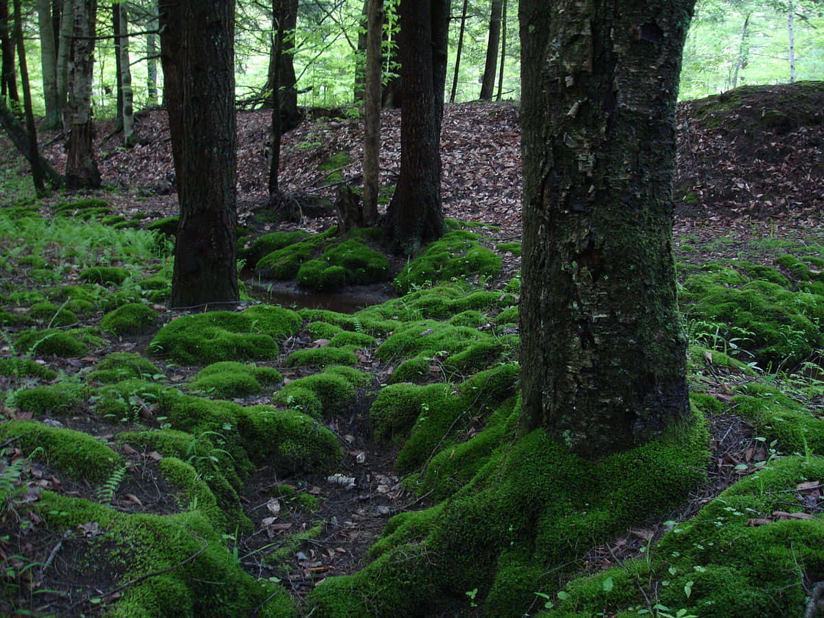 Lush Green Moss On Rocks Wallpaper