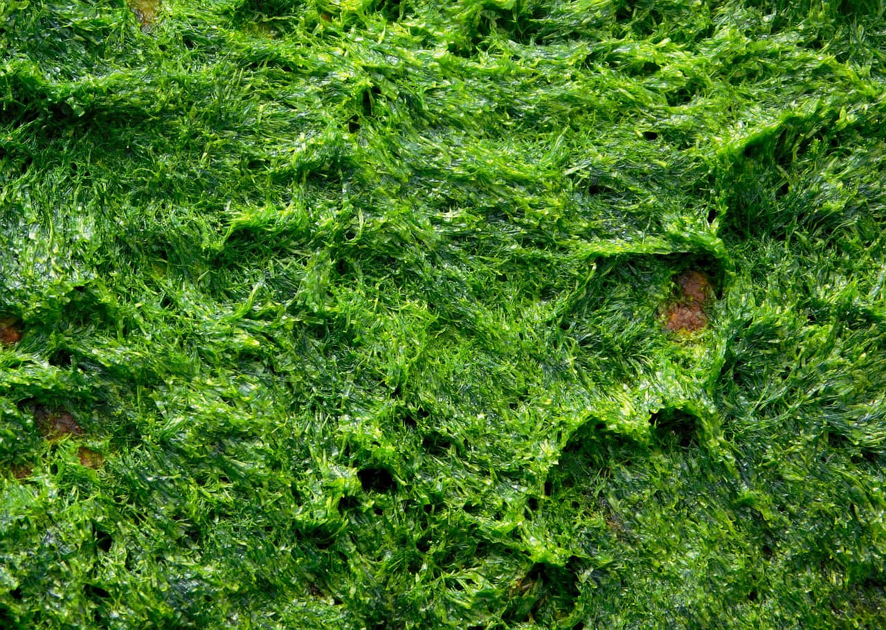 Lush Green Moss On Tree Trunk Wallpaper