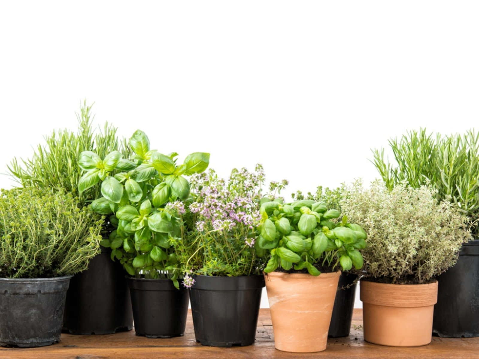 Lush Herb Garden In An Idyllic Setting Wallpaper