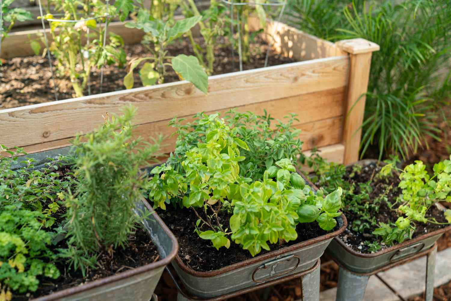 Lush Herb Garden In Full Bloom Wallpaper