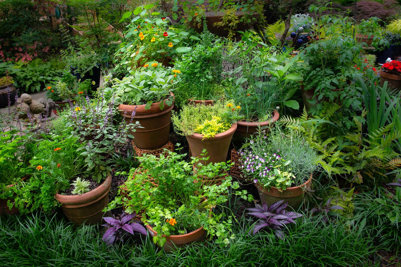 Lush Herb Garden In Full Bloom Wallpaper